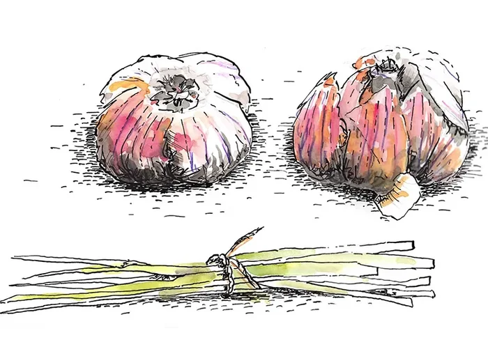 Handdrawn Food/Garlic with ink, watercolor and colored pencils | by Sascha Nabrotzky