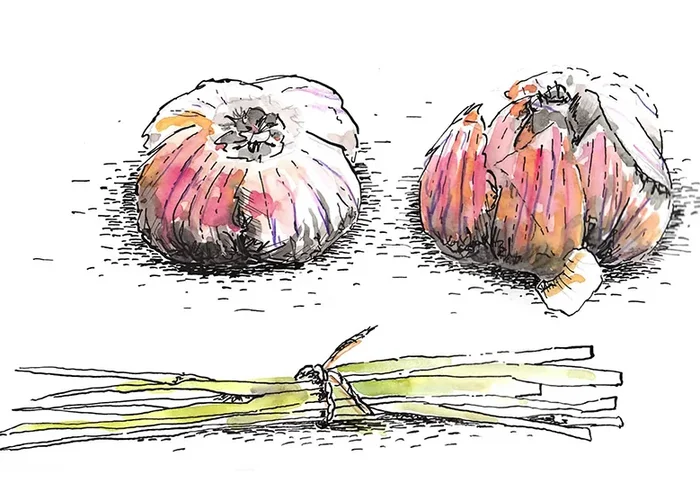 Handgemalter Knoblauch (Thema: Essen) mit Tinte, Aquarellfarbe und Buntstiften | von Sascha Nabrotzky