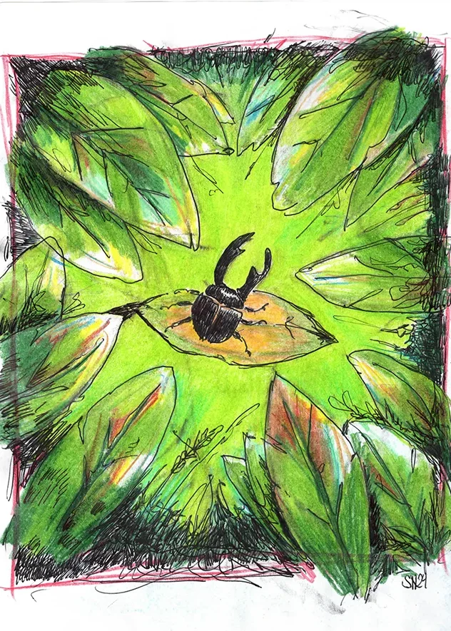 Illustration about nature and insects. Bug between leafs. Handmade with ballpoint pen and colored pencils